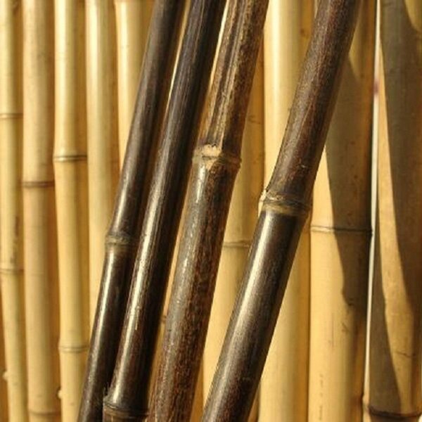 Tiges de bambou noir