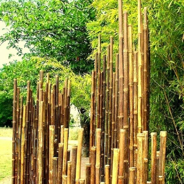 Clôture de bambou noir aspect sauvage