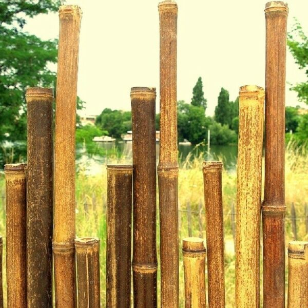 Clôture de bambou noir aspect sauvage