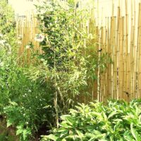 Clôture Bambou Naturel Gamme Sauvage Irrégulier LISO / 2-WF200