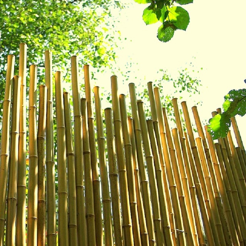 Clôture Bambou, Brise vent naturel Gamme Sauvage Irrégulier MITU / 2-WF250 – Image 3
