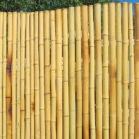 Clôture Bambou Naturel Gamme Zen Régulier ORIN / RZF150