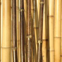 Lot de 10 tiges de Bambou Noir MONI / TB2-300